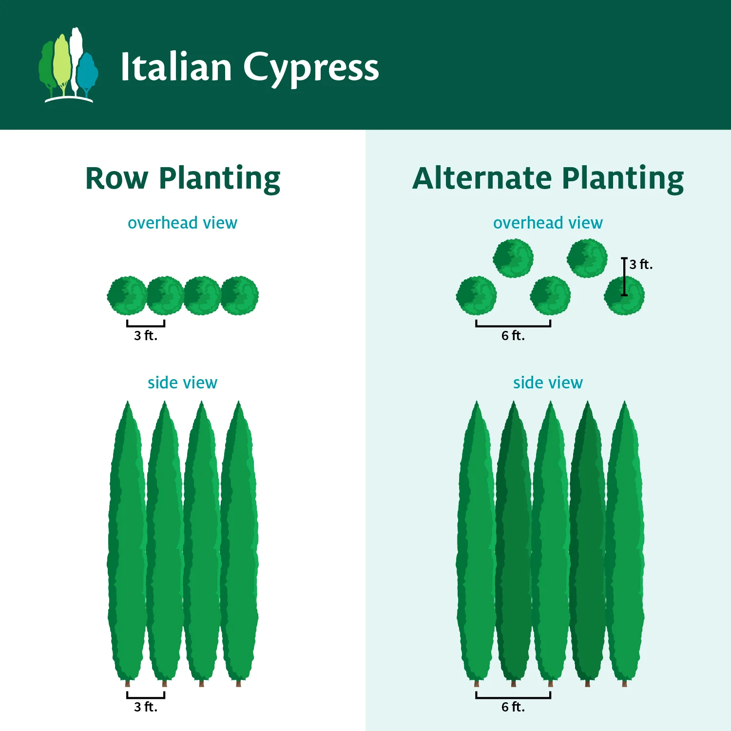 Italian Cypress Tree - Image 7