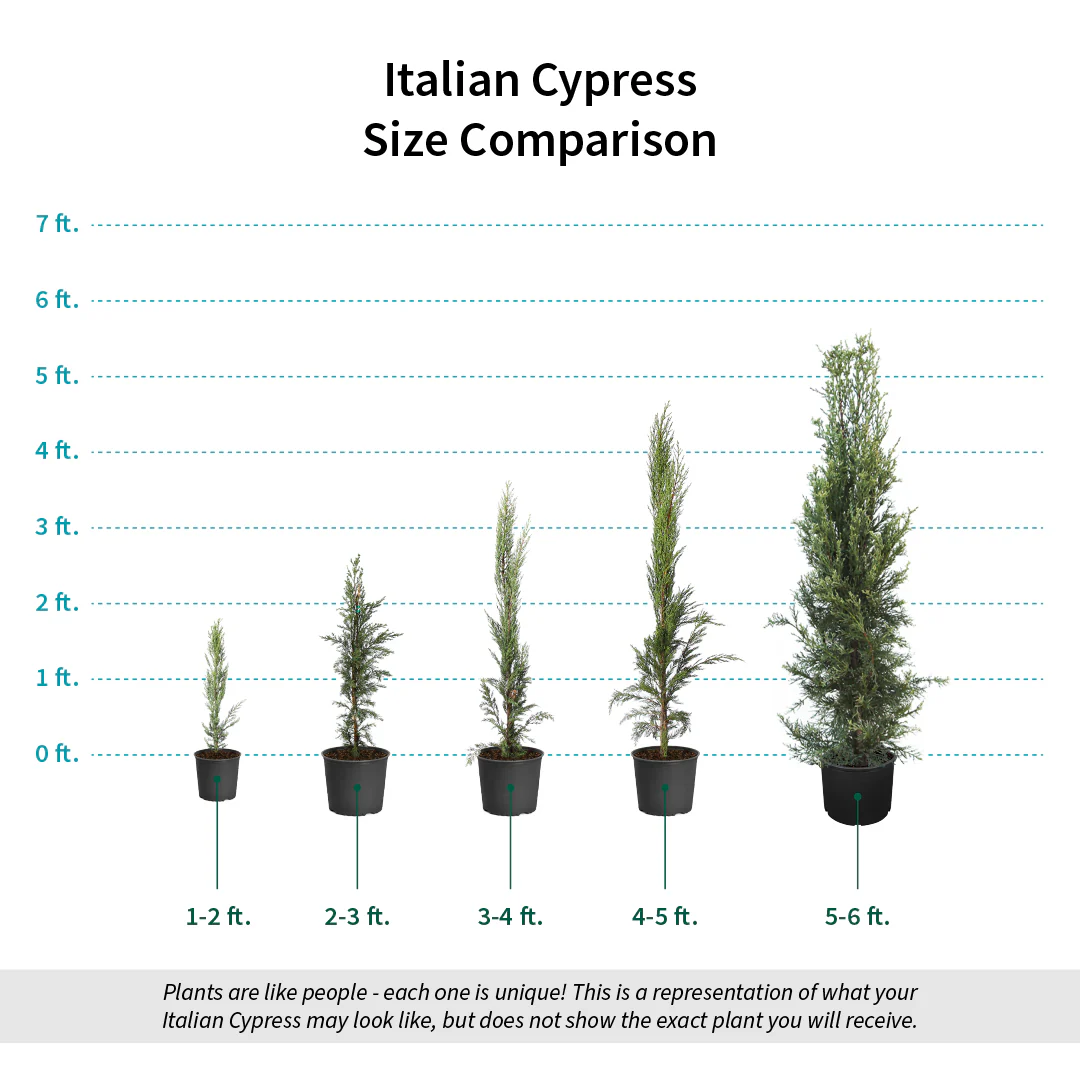 Italian Cypress Tree - Image 8