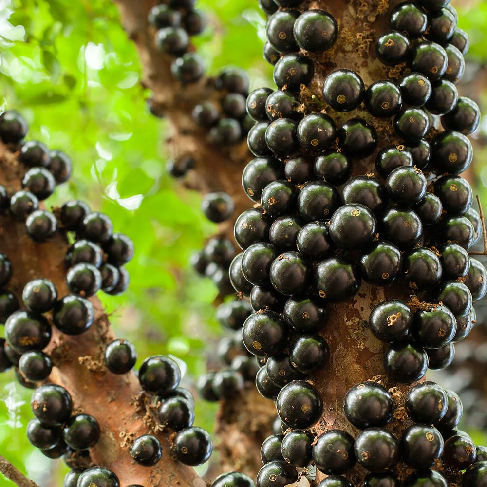 Jaboticaba Tree - Image 2