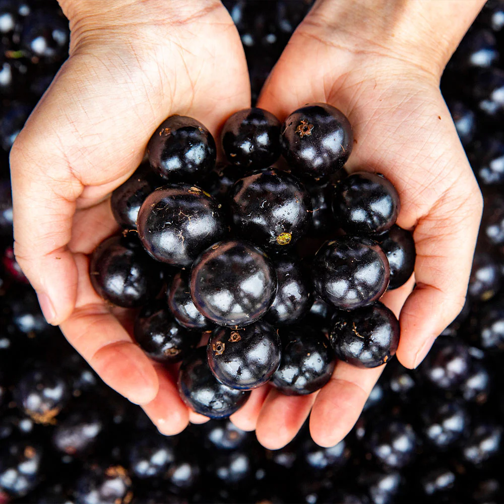 Jaboticaba Tree - Image 3