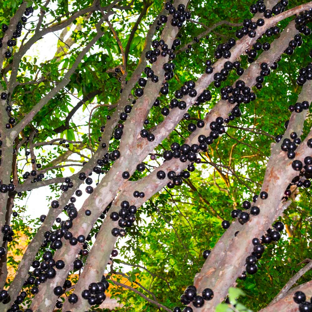 Jaboticaba Tree - Image 4