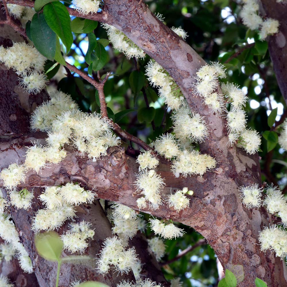 Jaboticaba Tree - Image 5