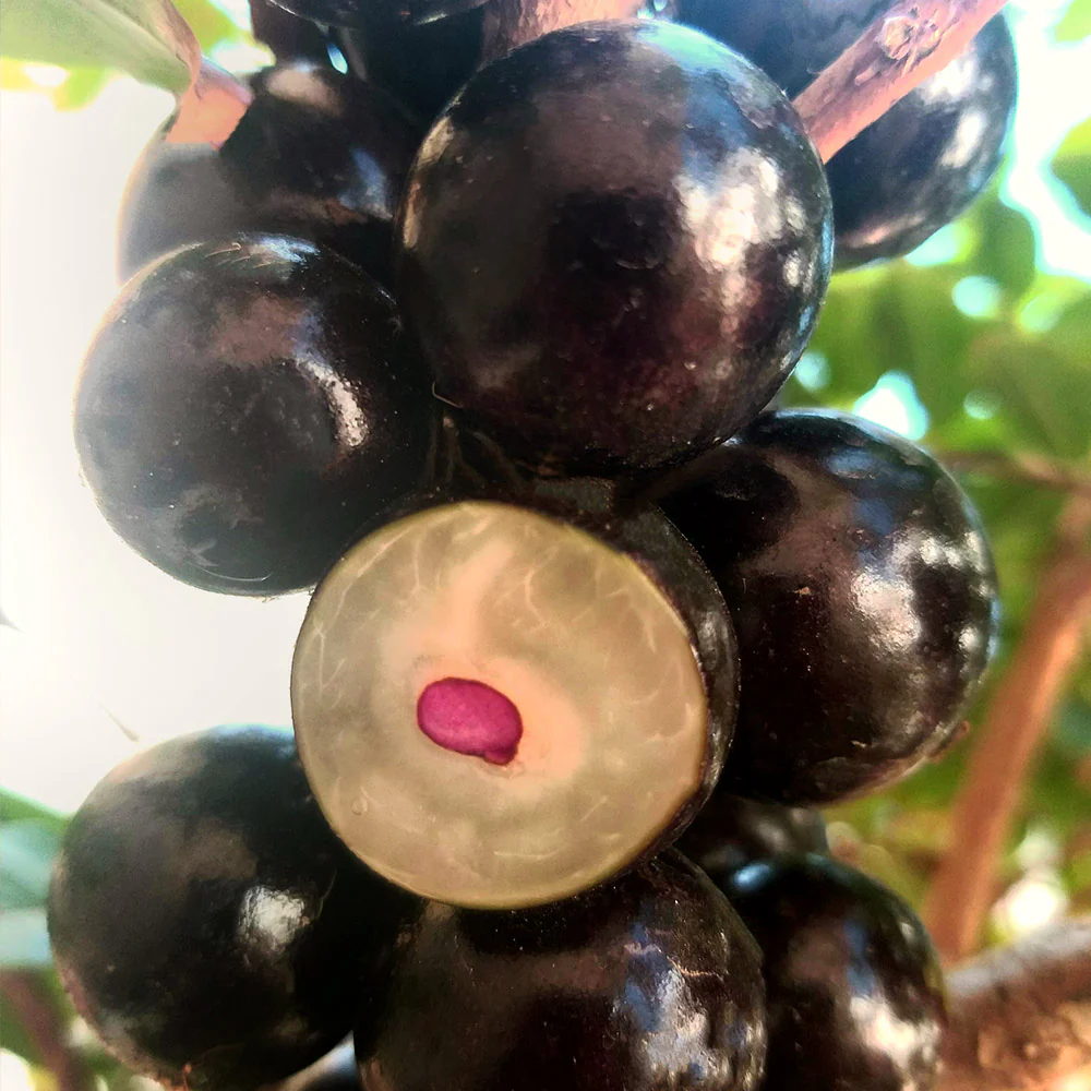 Jaboticaba Tree - Image 6