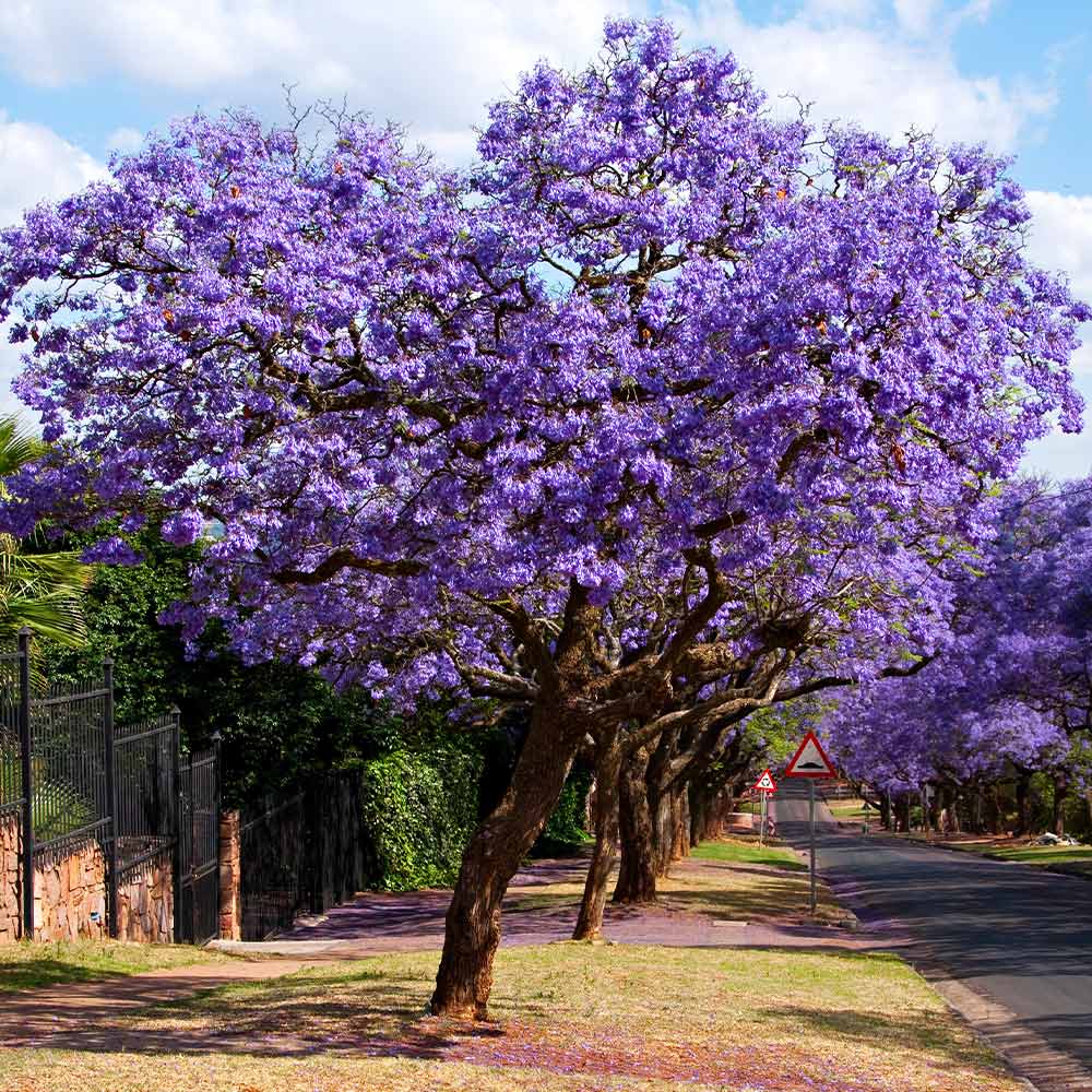 Jacaranda Tree - Image 2