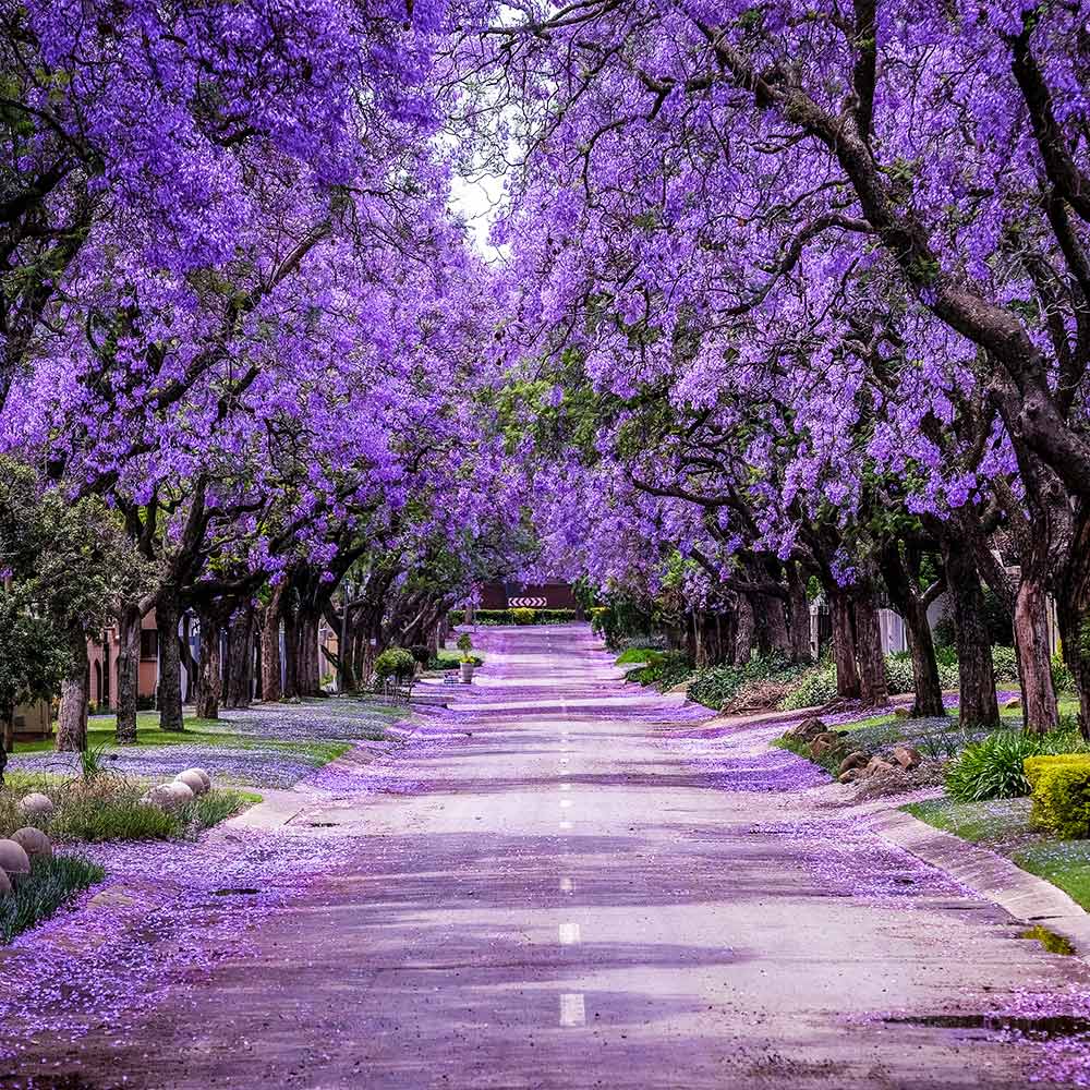 Jacaranda Tree - Image 3
