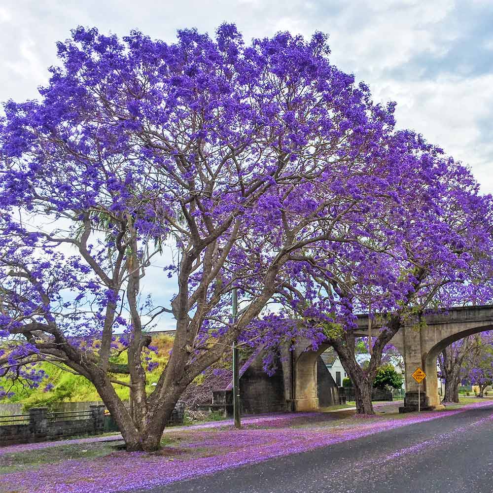 Jacaranda Tree - Image 2