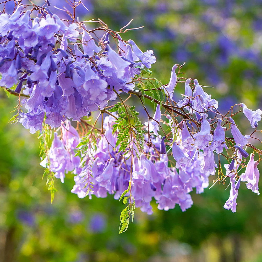 Jacaranda Tree - Image 3
