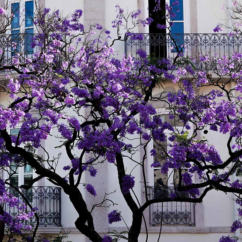 Jacaranda Tree - Image 4