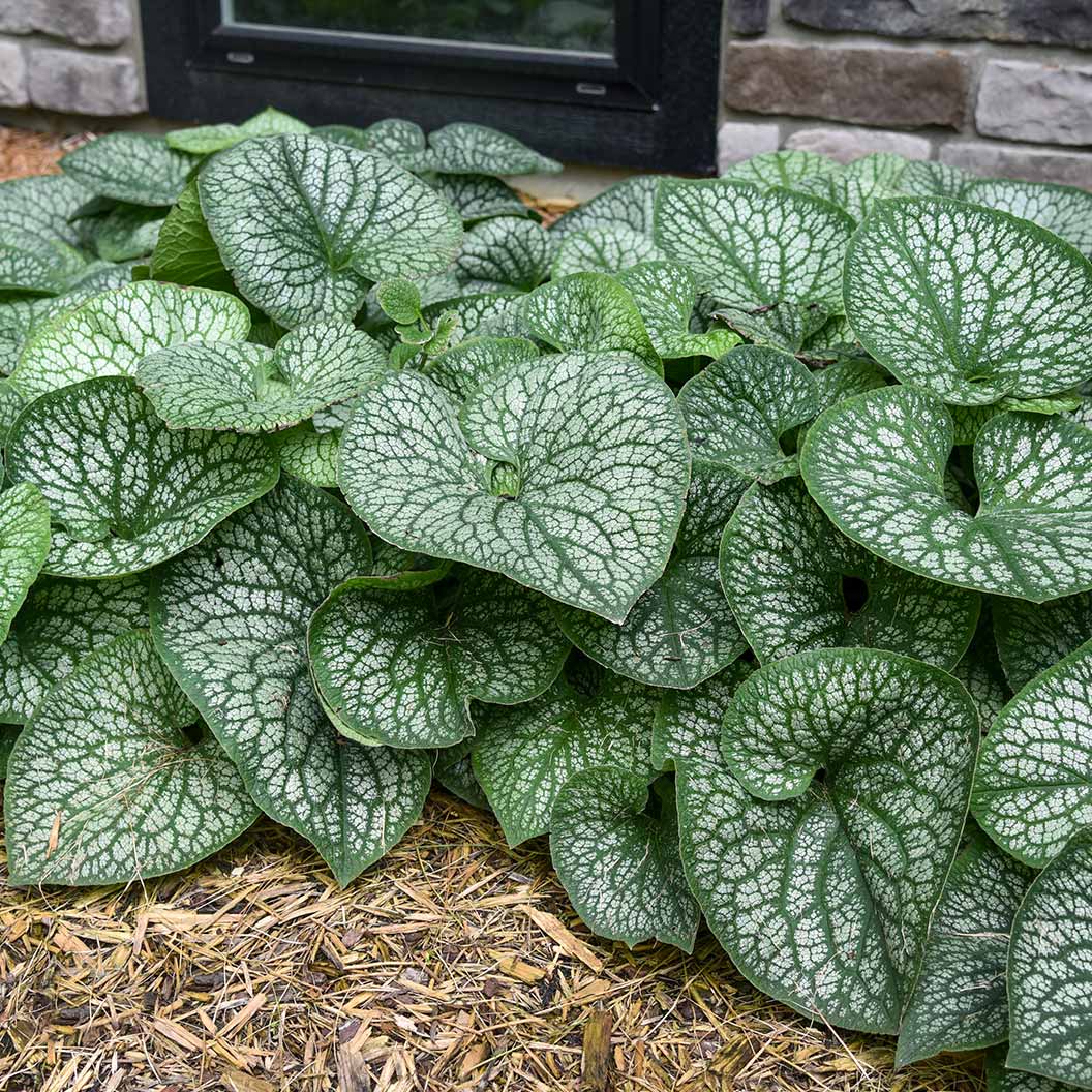 Proven Winners® Jack of Diamonds Brunnera - Image 2