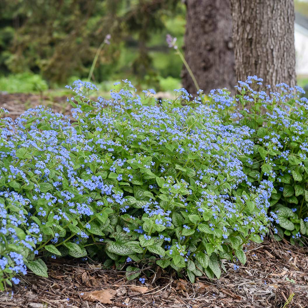 Proven Winners® Jack of Diamonds Brunnera - Image 3