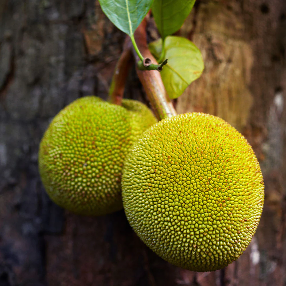 Jackfruit Tree - Image 2