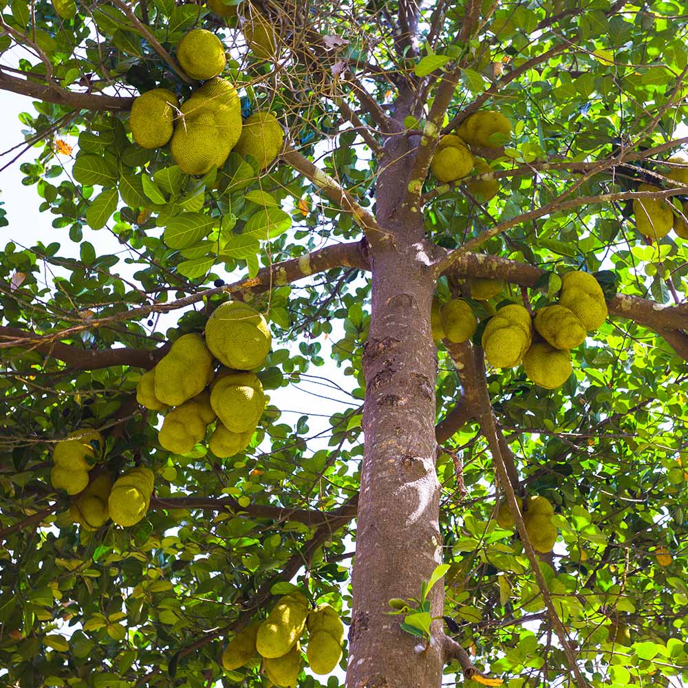 Jackfruit Tree - Image 3