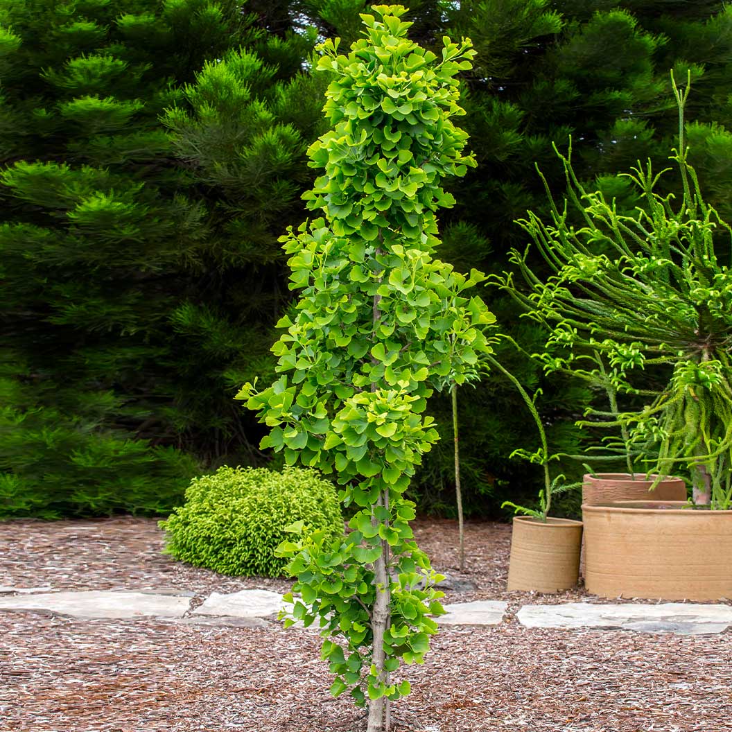 Jade Butterflies Ginkgo Tree - Image 2