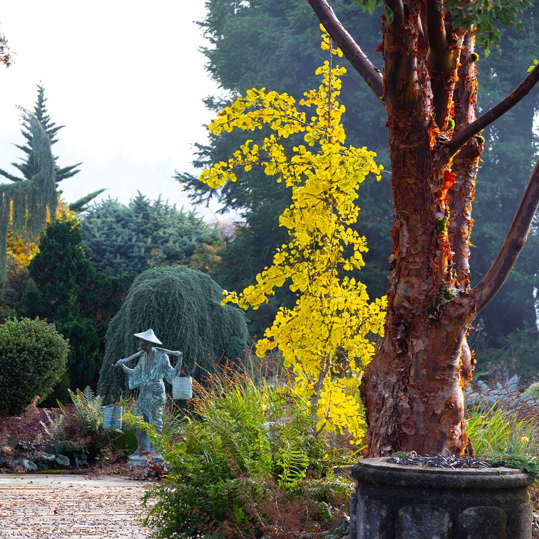 Jade Butterflies Ginkgo Tree - Image 3