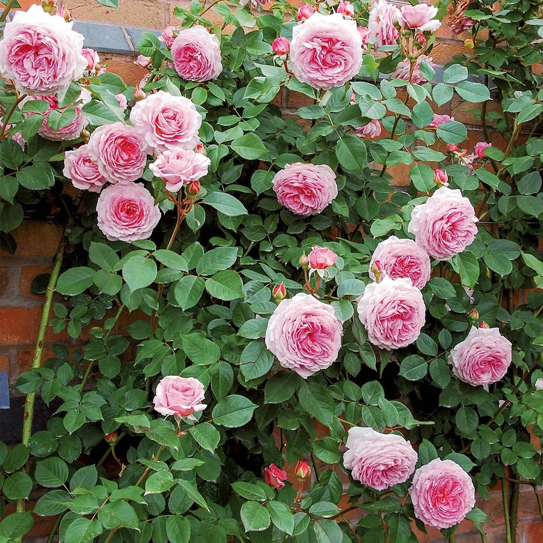 David Austin® James Galway® Rose Shrub - Image 2
