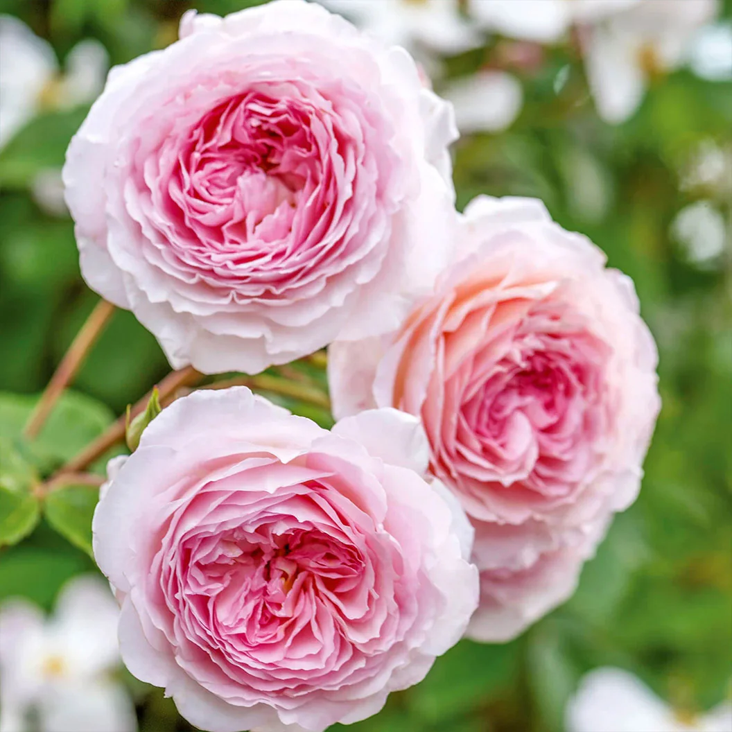 David Austin® James Galway® Rose Shrub - Image 3