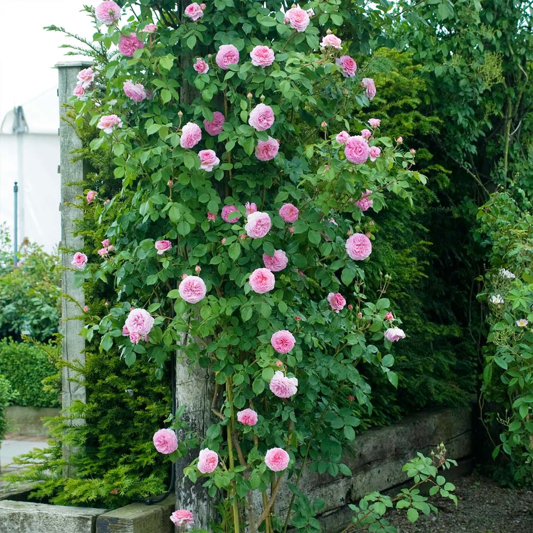David Austin® James Galway® Rose Shrub - Image 4