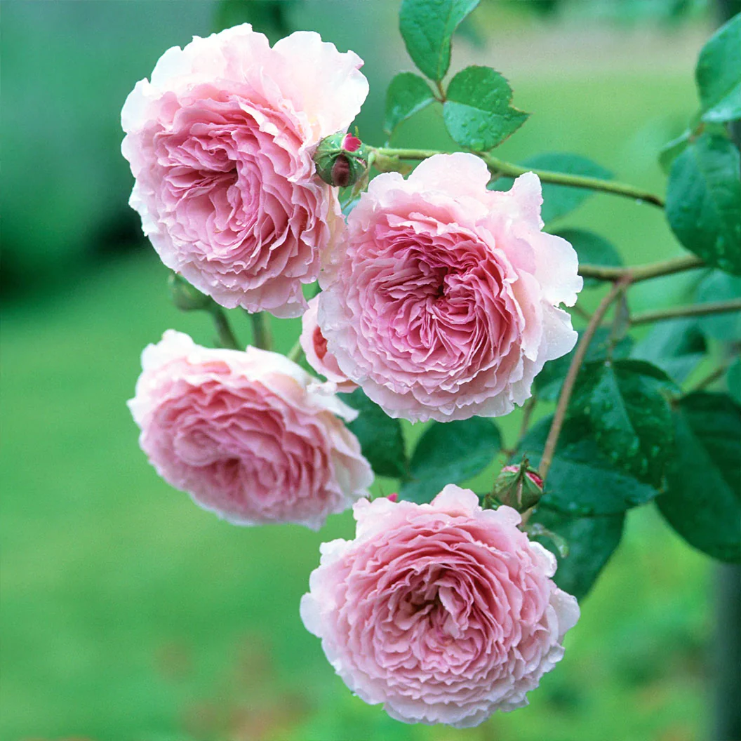 David Austin® James Galway® Rose Shrub - Image 5