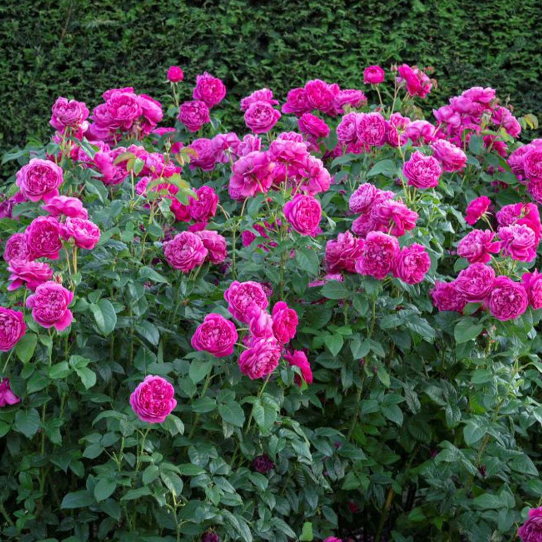 David Austin® James L. Austin™ Rose Shrub - Image 3