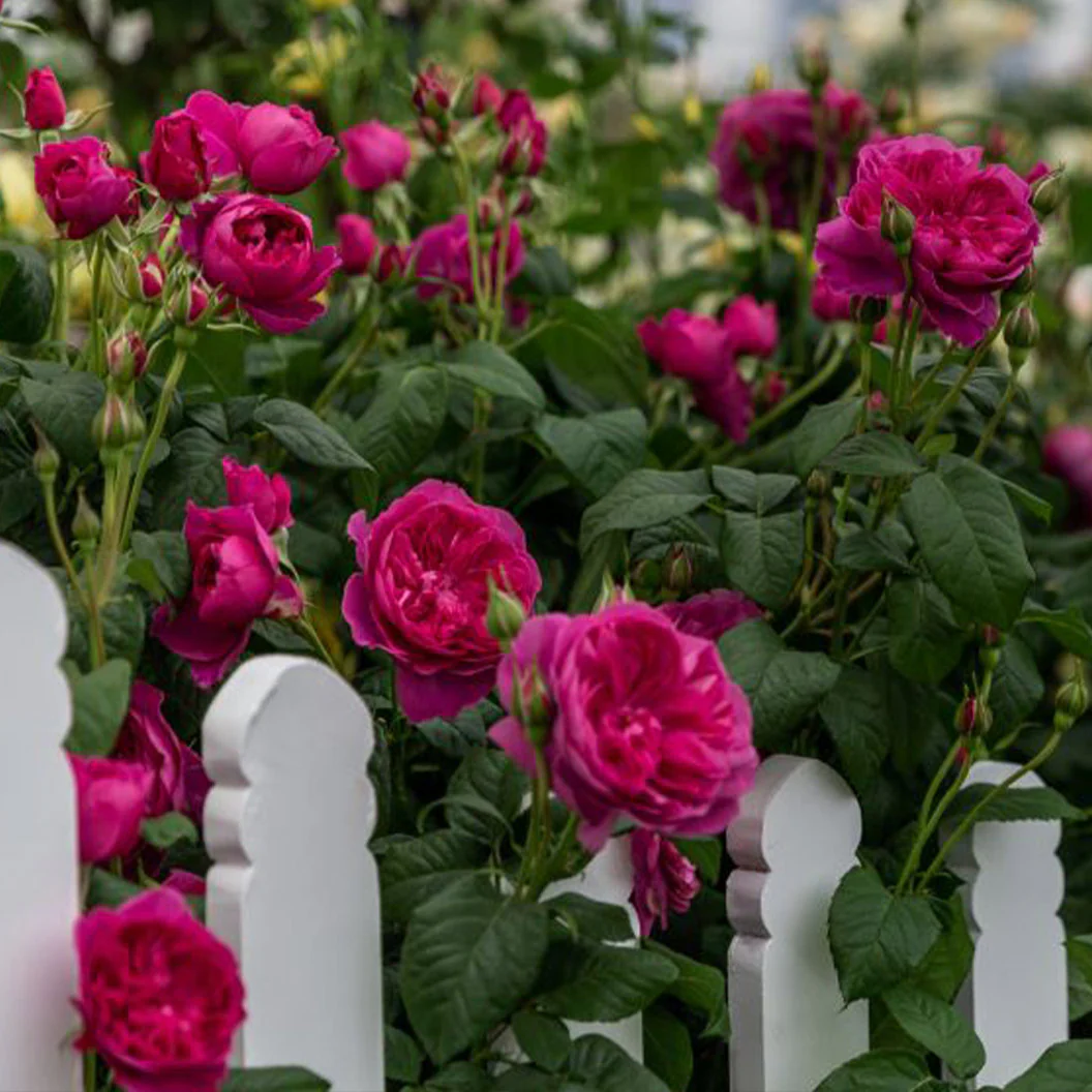 David Austin® James L. Austin™ Rose Shrub - Image 4