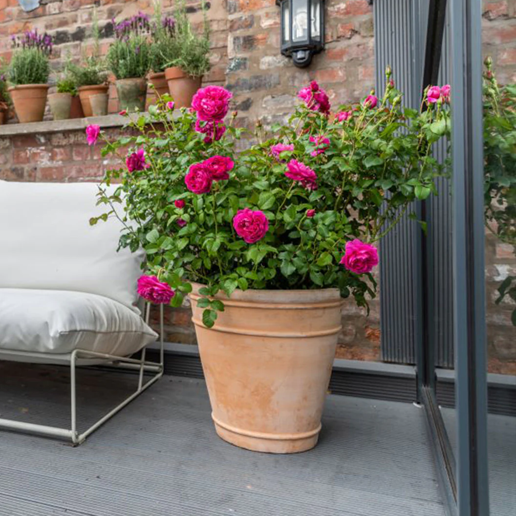 David Austin® James L. Austin™ Rose Shrub - Image 5
