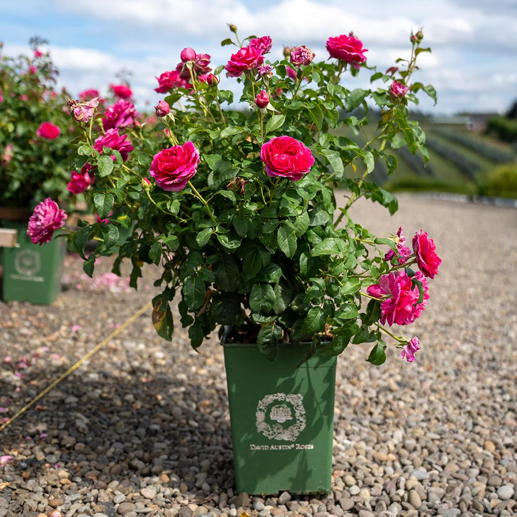 David Austin® James L. Austin™ Rose Shrub - Image 6