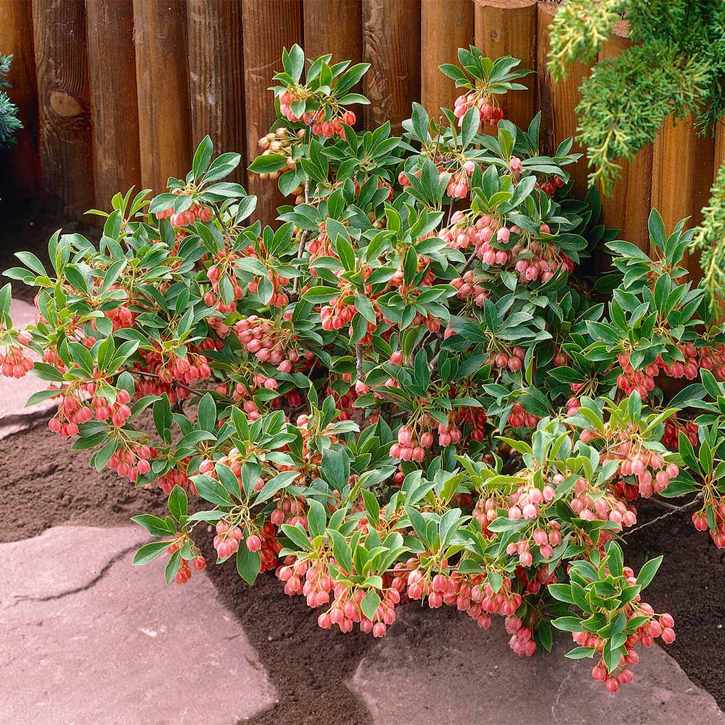 Jan Iseli Red® Enkianthus Shrub - Image 2
