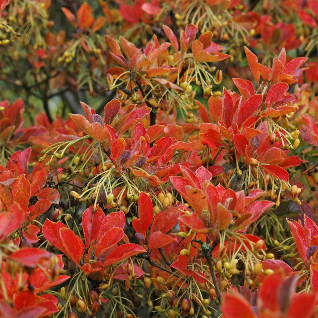 Jan Iseli Red® Enkianthus Shrub - Image 3