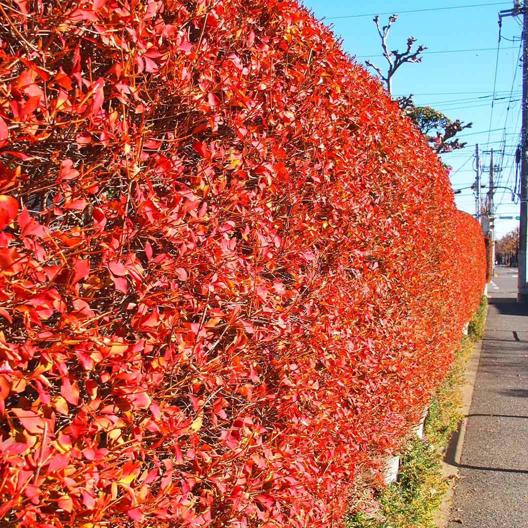 Jan Iseli Red® Enkianthus Shrub - Image 4