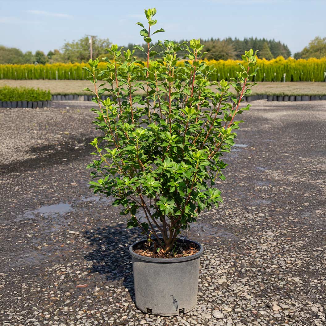 Jan Iseli Red® Enkianthus Shrub - Image 5