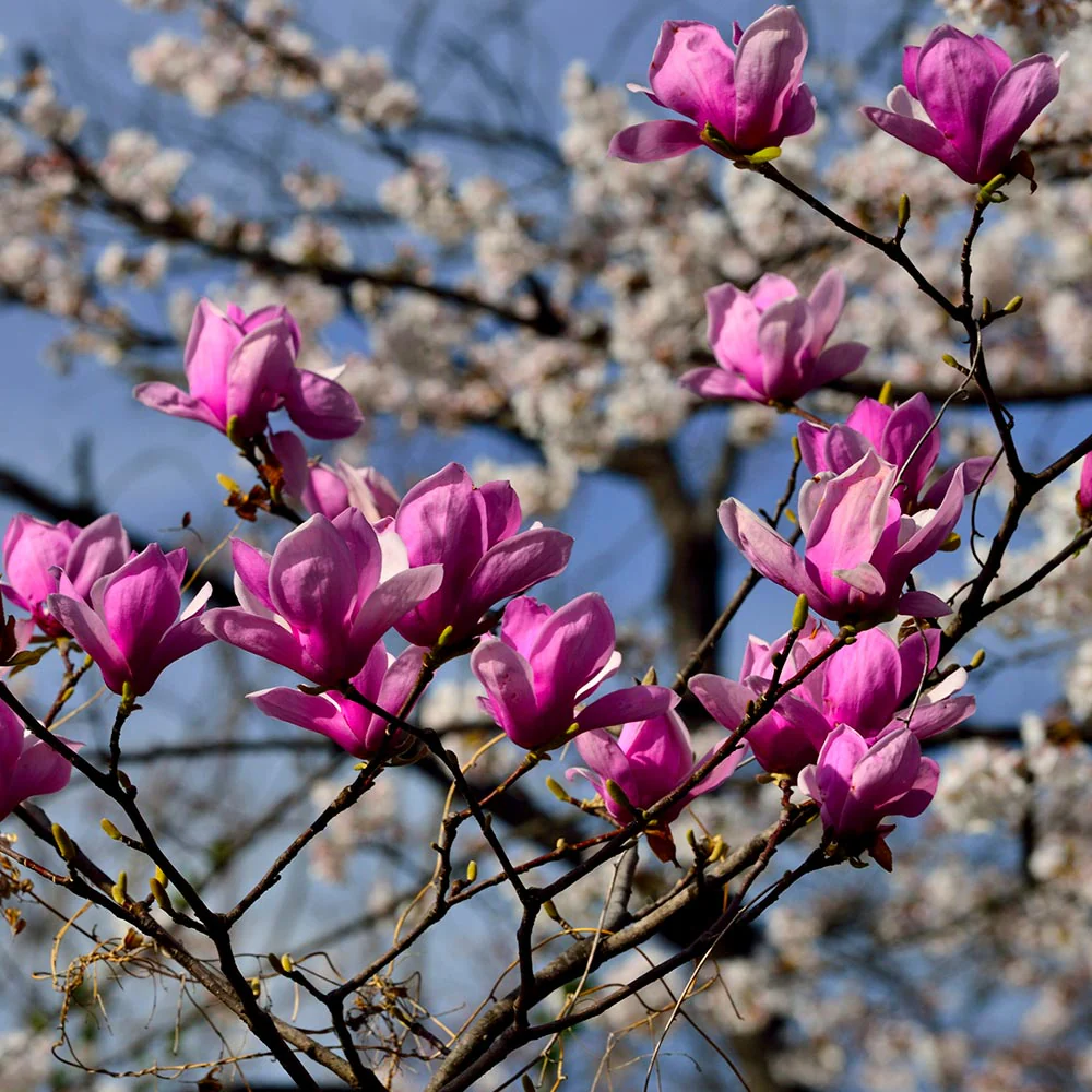 Jane Magnolia - Image 3