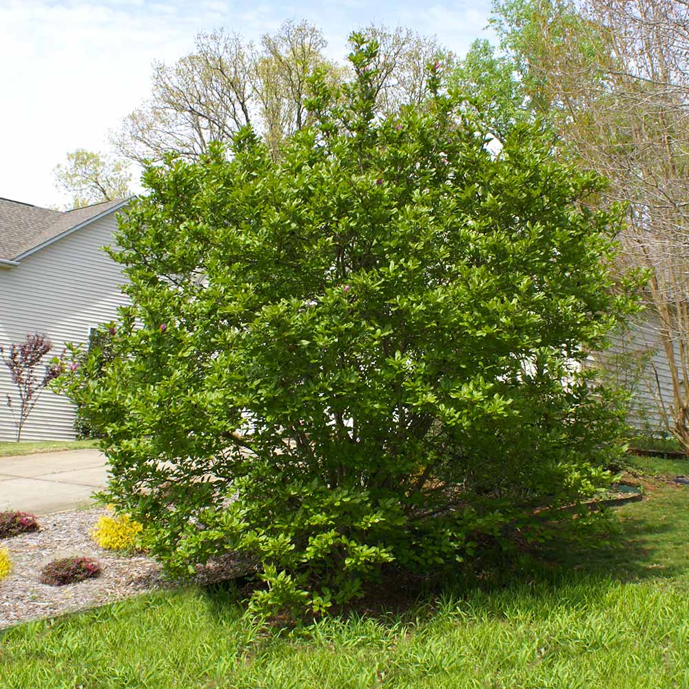 Jane Magnolia - Image 5