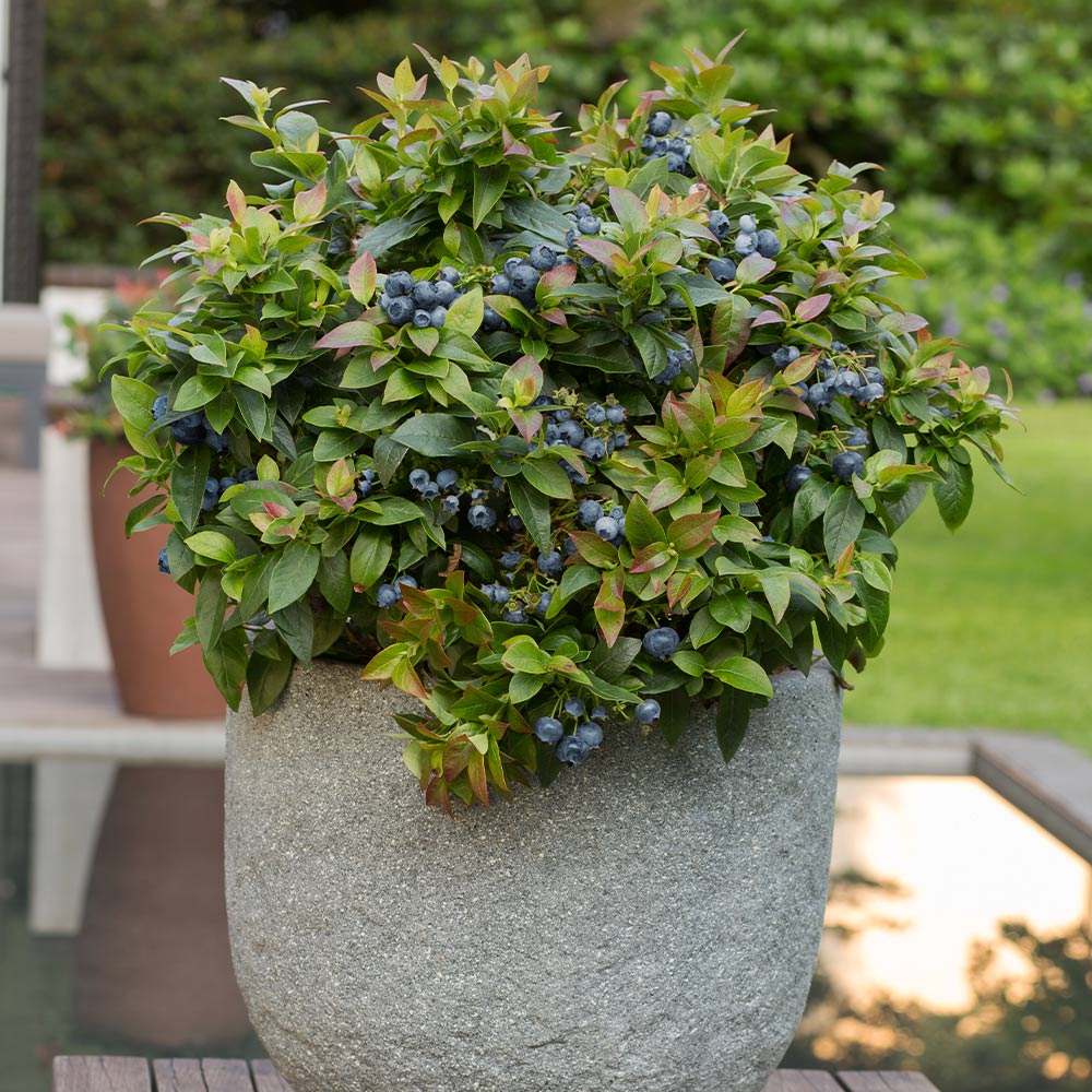 Bushel and Berry® Jelly Bean® Blueberry Bush - Image 2