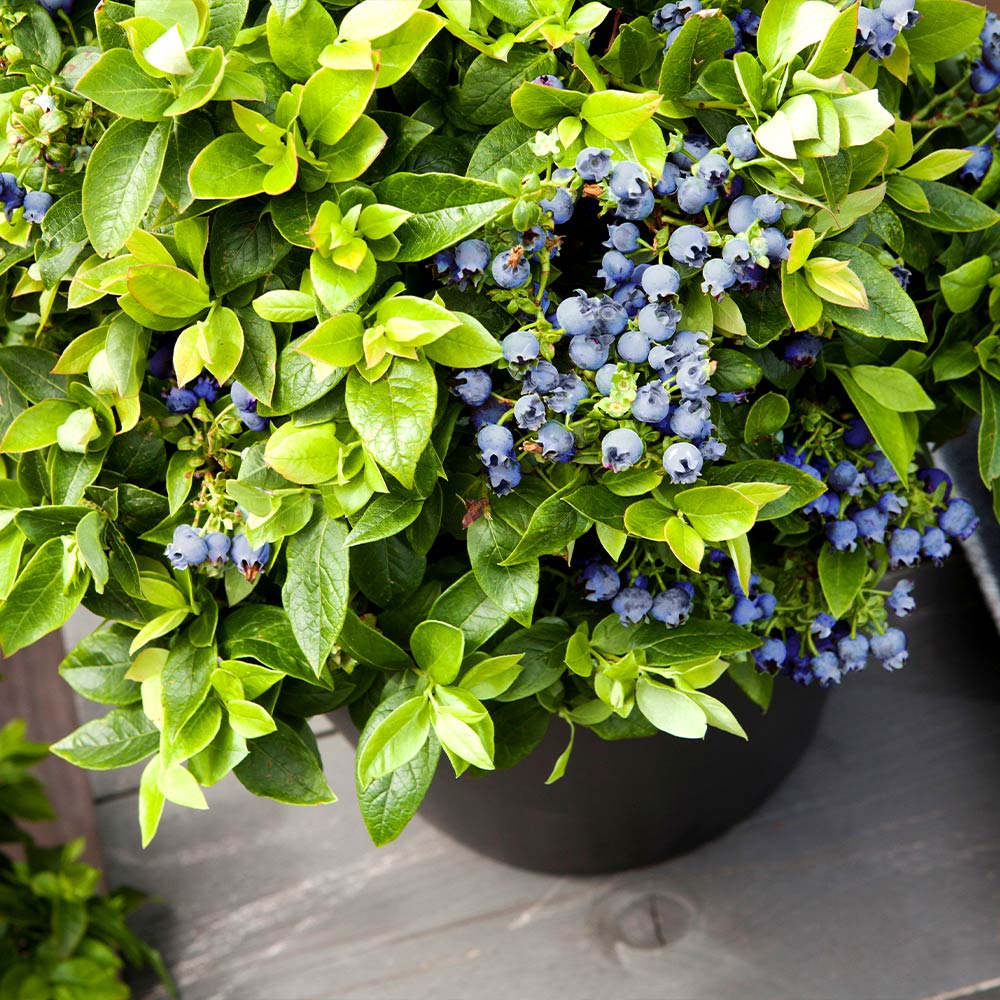 Bushel and Berry® Jelly Bean® Blueberry Bush - Image 3