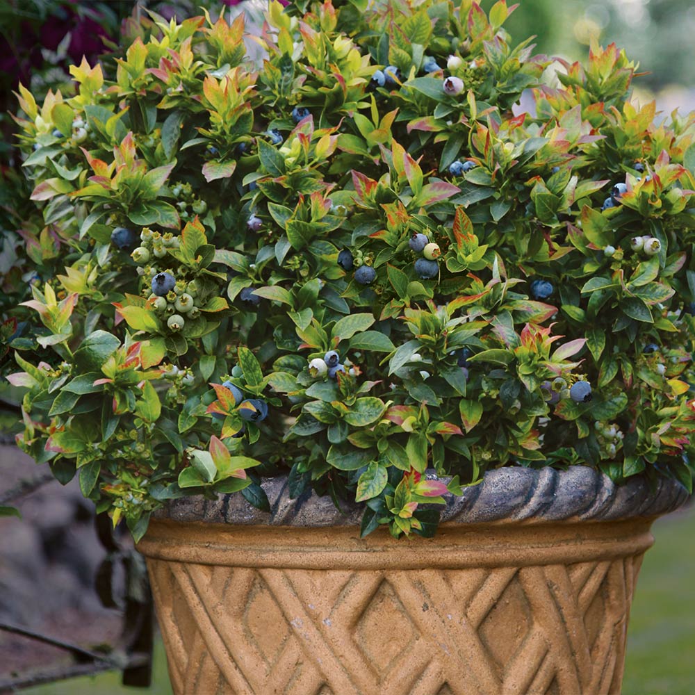 Bushel and Berry® Jelly Bean® Blueberry Bush - Image 4
