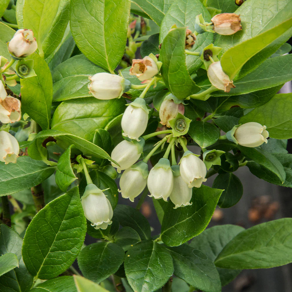 Bushel and Berry® Jelly Bean® Blueberry Bush - Image 5