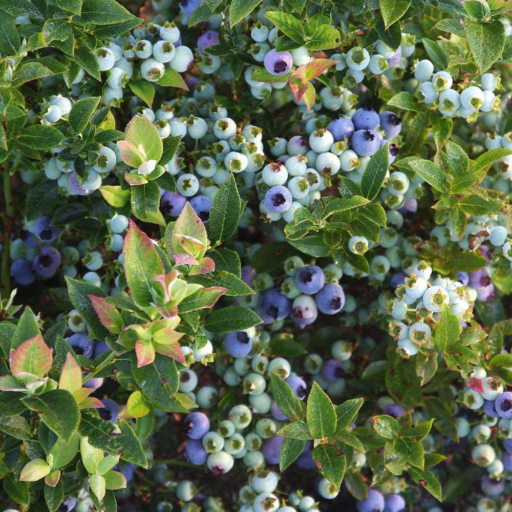 Bushel and Berry® Jelly Bean® Blueberry Bush - Image 6