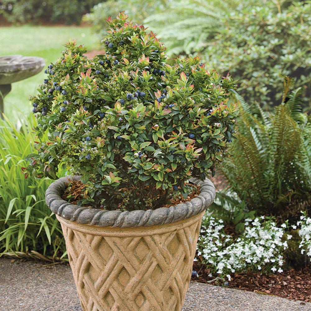 Bushel and Berry® Jelly Bean® Blueberry Bush - Image 7