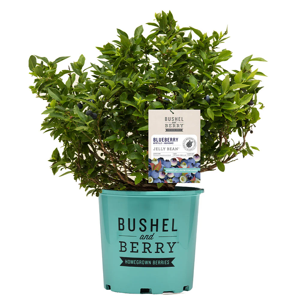 Bushel and Berry® Jelly Bean® Blueberry Bush - Image 8