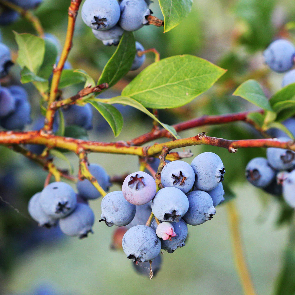Jewel Blueberry Bush - Image 2