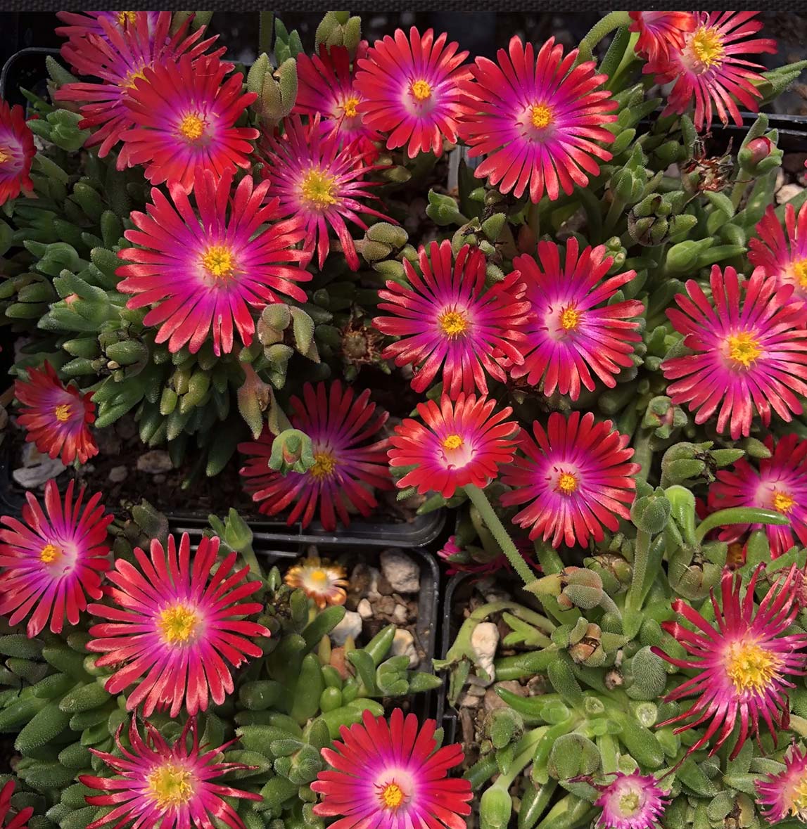 Jewel of the Desert Garnet Ice Plant - Image 2