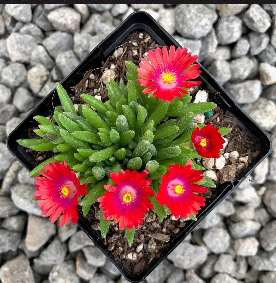 Jewel of the Desert Garnet Ice Plant - Image 3