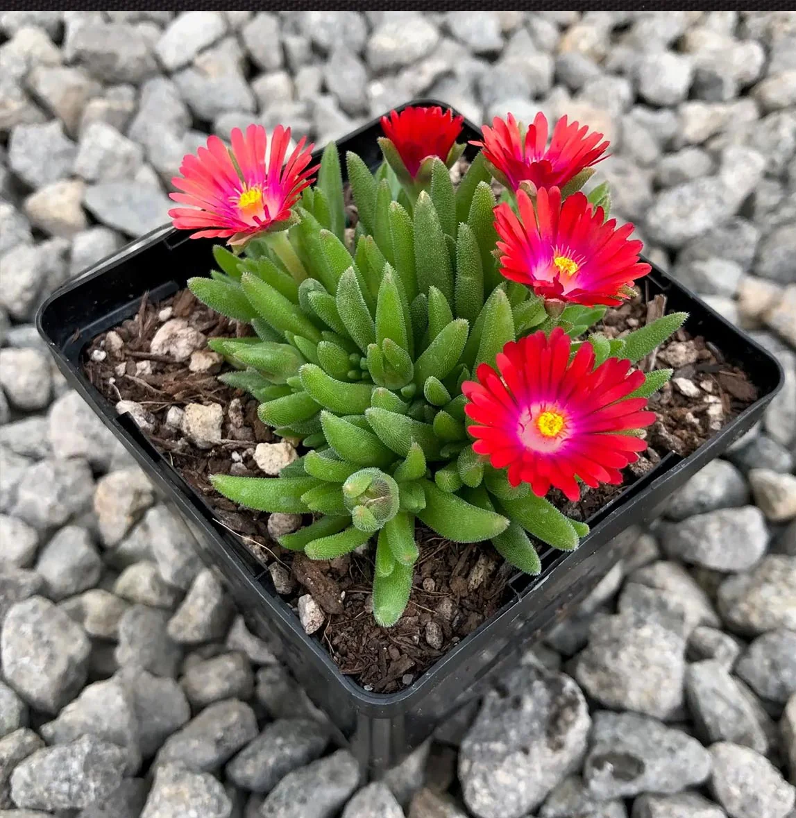 Jewel of the Desert Garnet Ice Plant - Image 4
