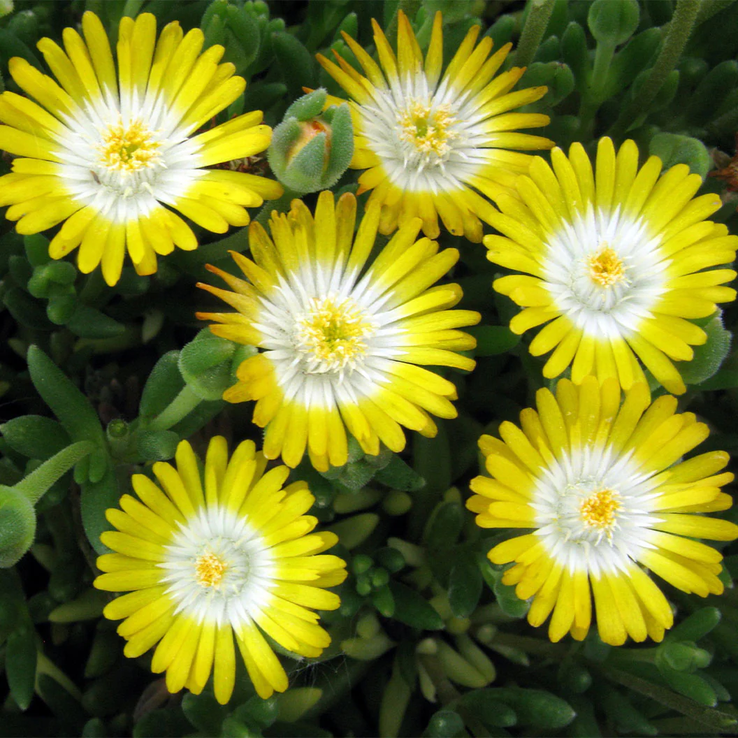 Jewel of Desert Peridot Ice Plant - Image 2