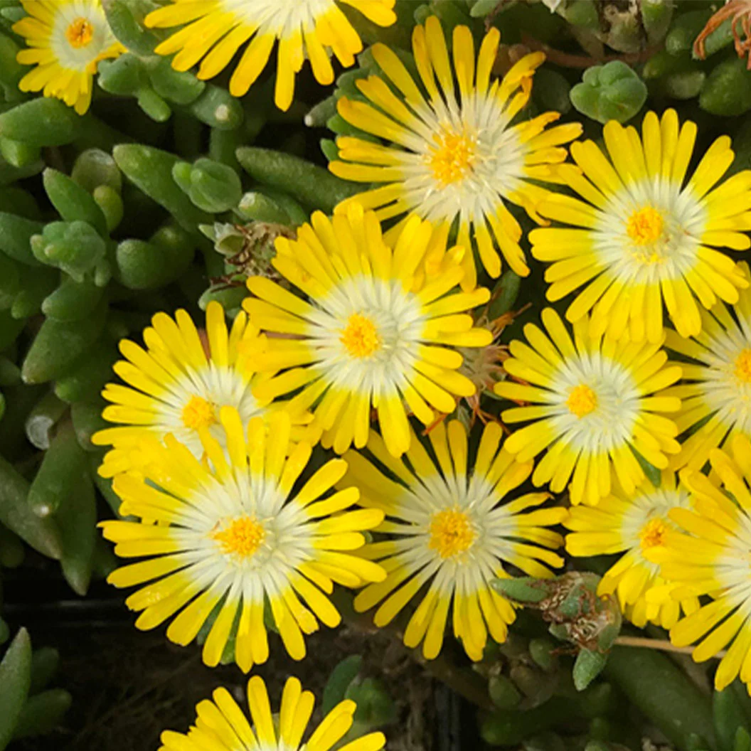 Jewel of Desert Peridot Ice Plant - Image 3