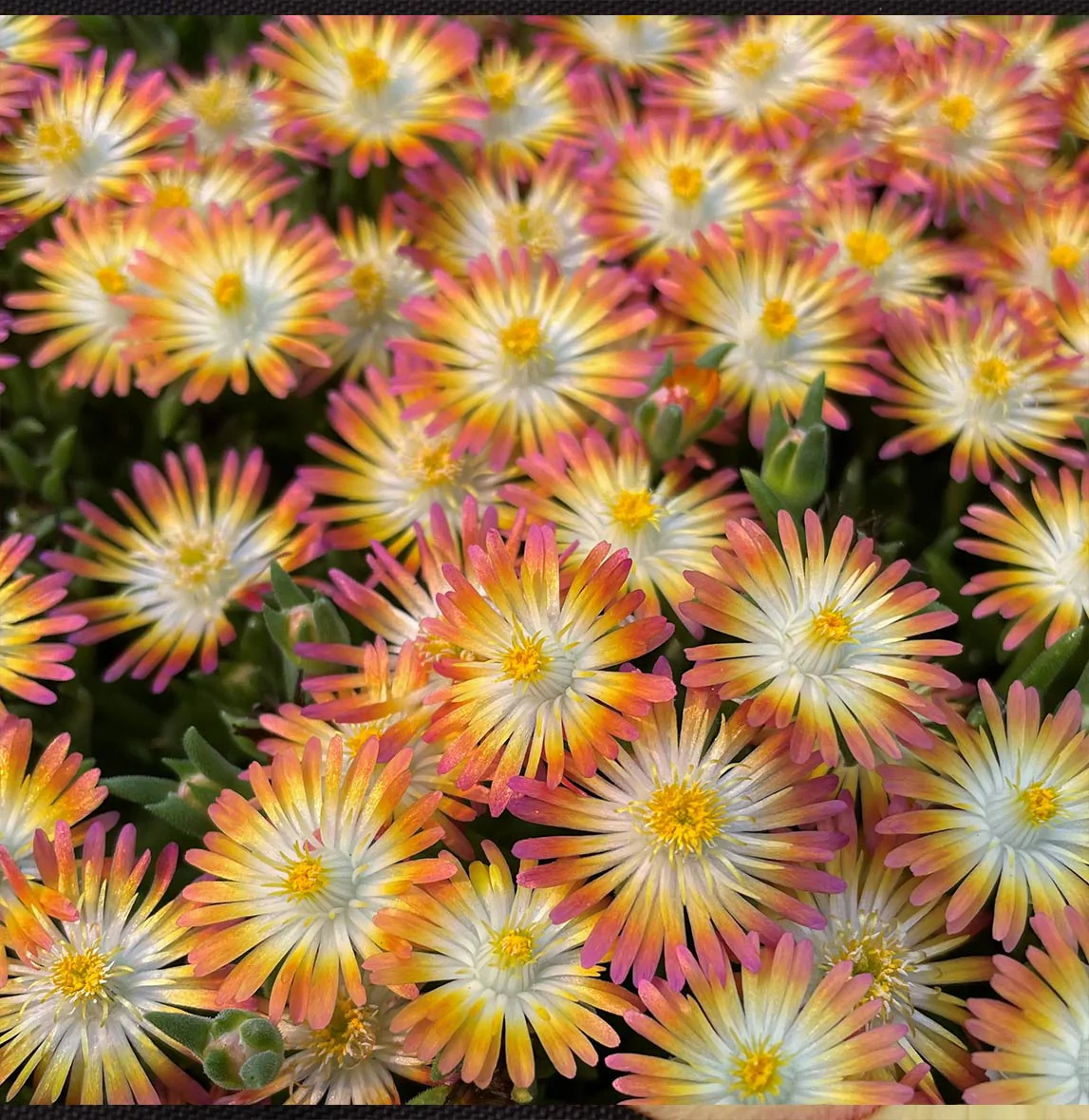 Jewel of Desert Ruby Ice Plant - Image 2