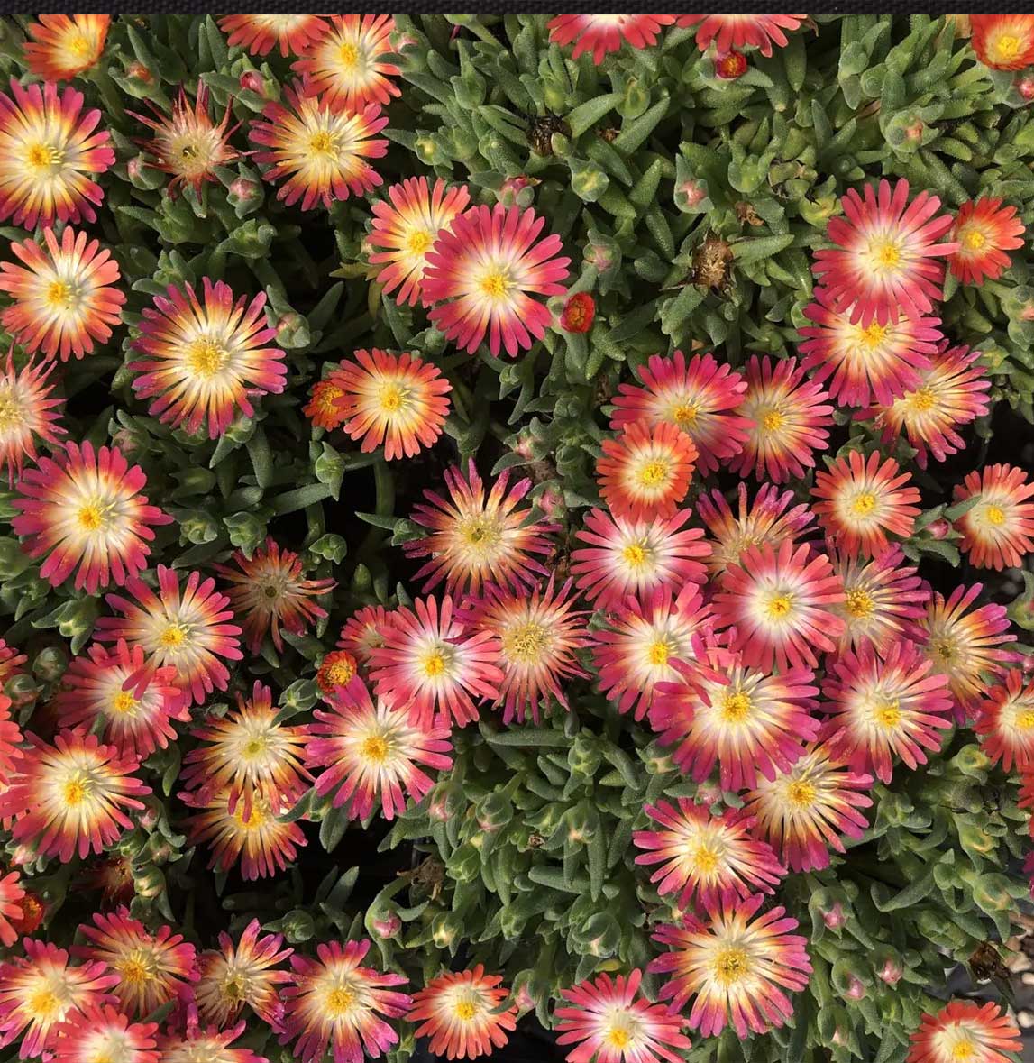 Jewel of Desert Ruby Ice Plant - Image 3