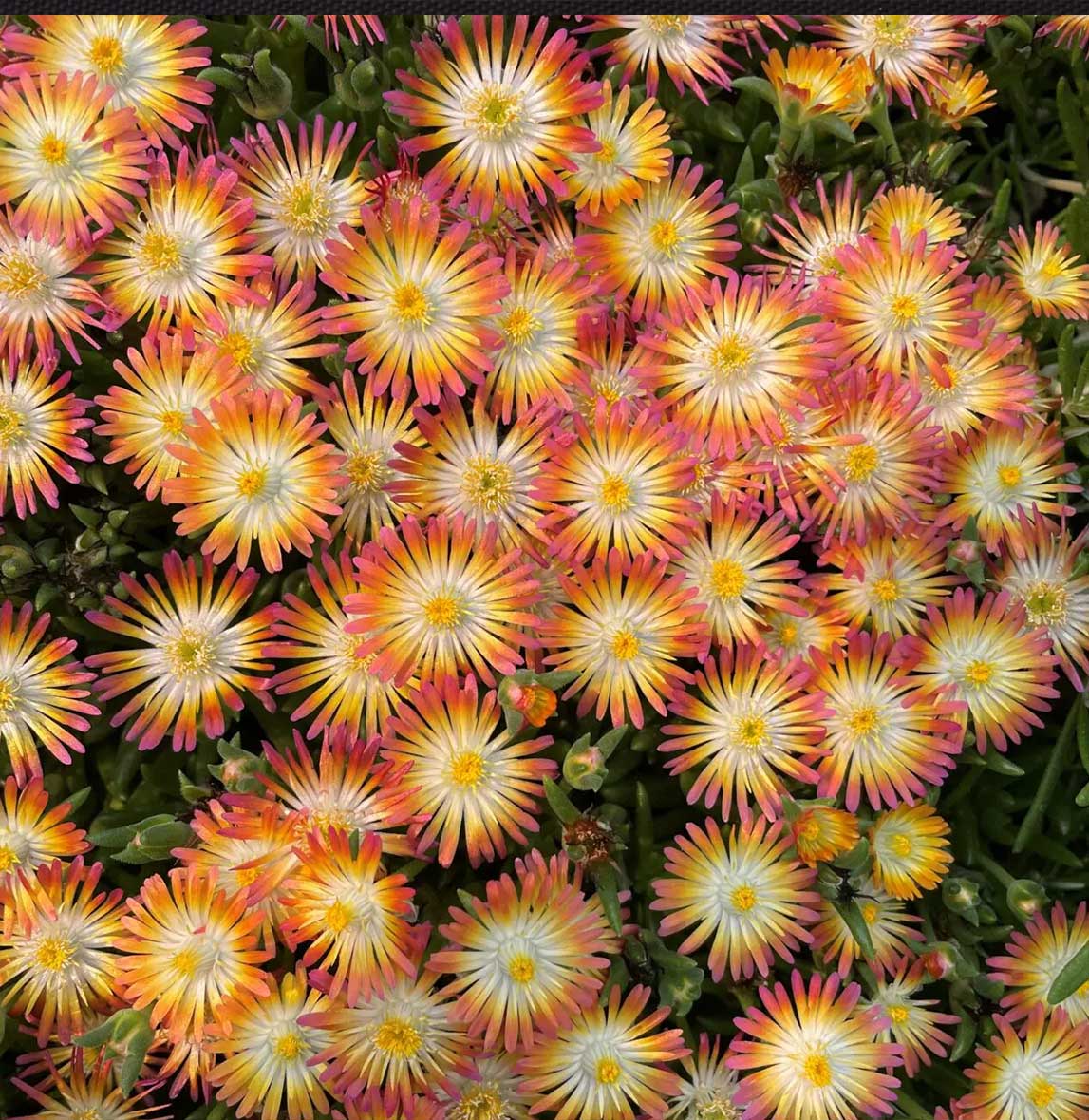 Jewel of Desert Ruby Ice Plant - Image 4