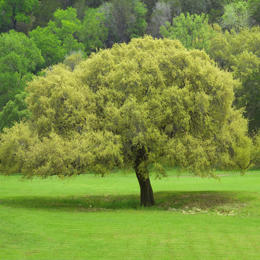 Joan Lionetti Texas Live Oak Tree - Image 2