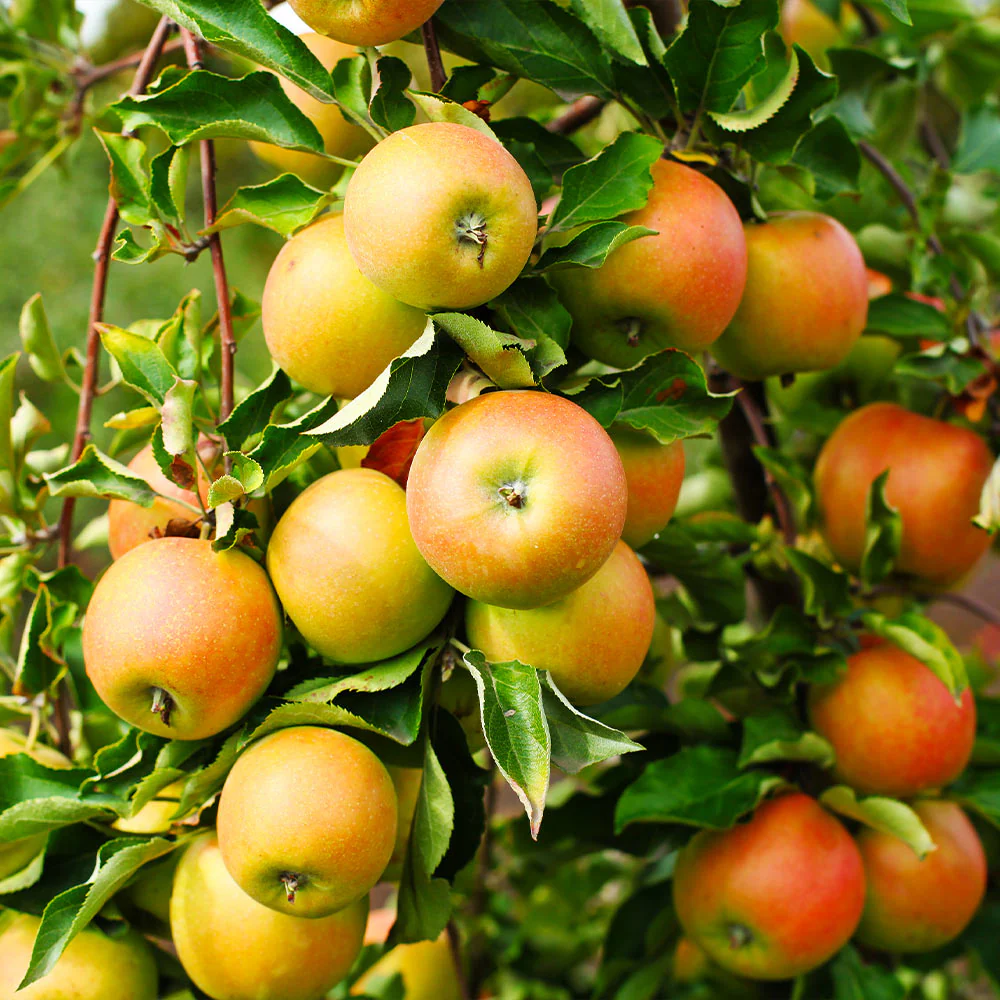 Jonagold Apple Tree - Image 2